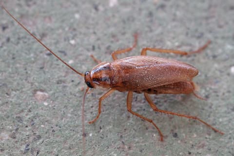 Blatte germanique, petit cafard brun clair aux longues antennes