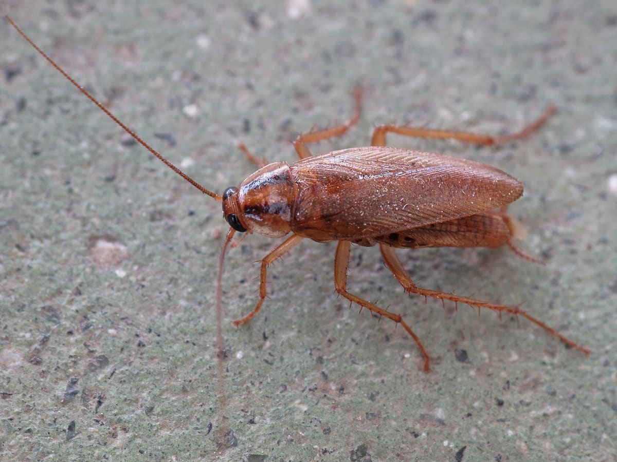 Blatte germanique, petit cafard brun clair aux longues antennes