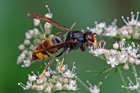 Frelon asiatique (Vespa velutina) au corps sombre et pattes jaunes, posé sur des fleurs