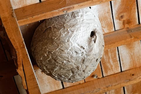 Nid sphérique de frelons asiatiques accroché sous une charpente en bois