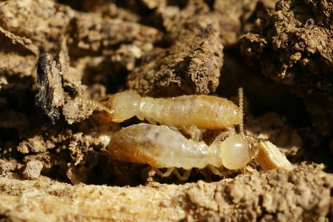 Termites souterrains (Reticulitermes) dans du bois décomposé