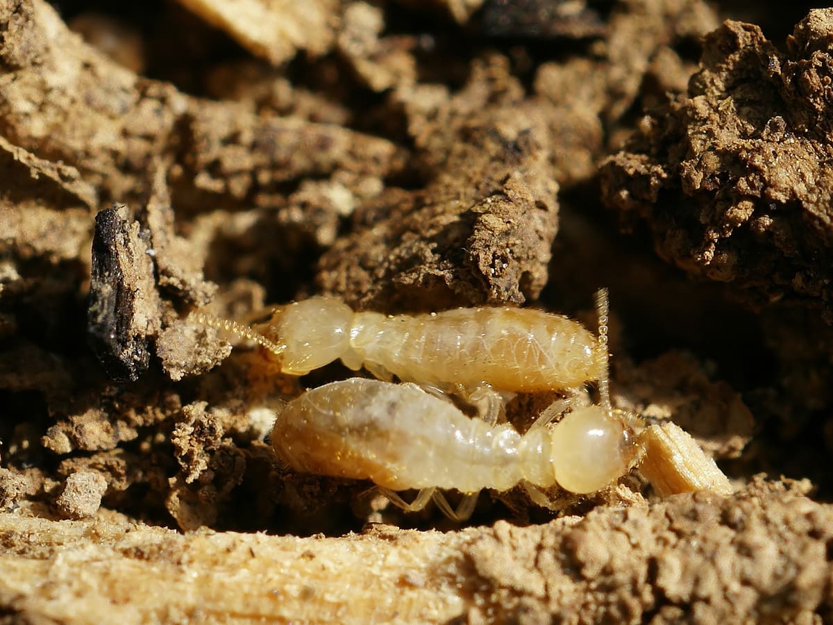 Termites souterrains (Reticulitermes) dans du bois décomposé